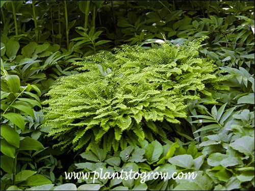 A nice mature group of Maiden Hair Fern.
